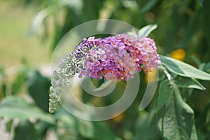 Buddleja davidii `Flower-Power` is one of the most beautiful ornamental shrubs for the garden. Berlin, Germany
