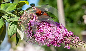 Buddleja davidii with a peacock butterfly