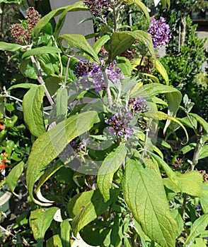 Buddleja davidii 'Peakeep'