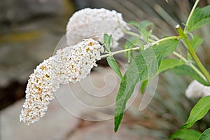 Buddleja davidii White Profusion photo