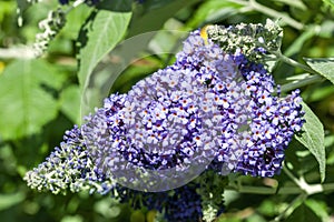 Buddleja fallowiana \'Lochinch\'