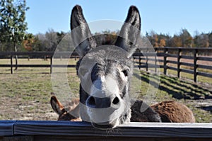 Buddy the Donkey