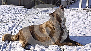 Buddy howling in the snow