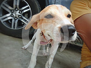 Buddy, Mansbestfriend, Dog, Puppy photo