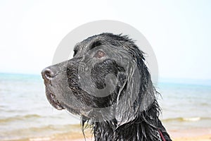 Buddy the Water Dog