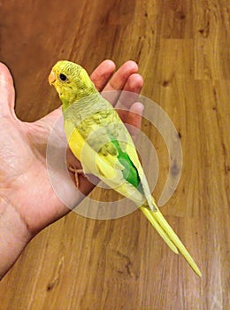 Buderigar, Parakeet standing on an open hand