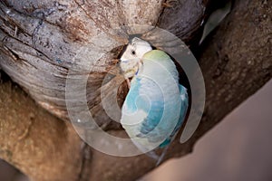 Budgeriga feeding its offspring