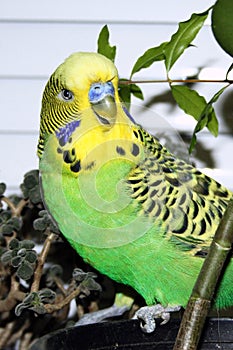 Budgerigar