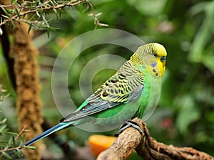 The budgerigar