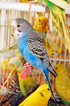 Budgerigar