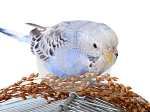 Budgerigar
