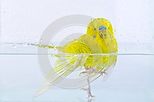 Budgerigar