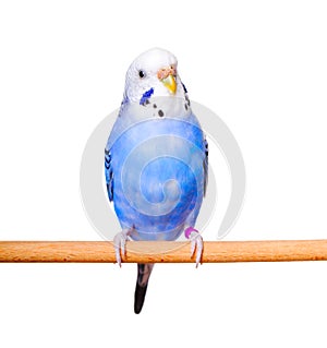 Budgerigar