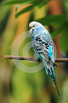 Budgerigar