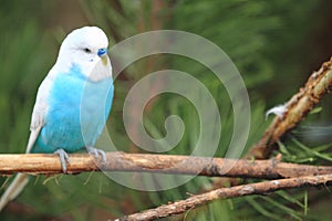 Budgerigar photo