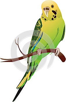 Budgerigar