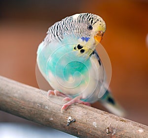 Budgerigar