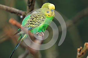 Budgerigar