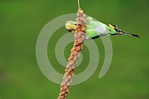 Budgerigar