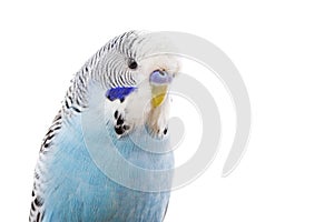 Budgerigar