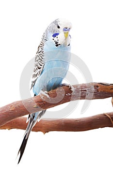 Budgerigar