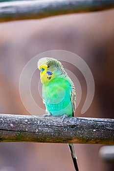 Budgerigar bird latin name Melopsittacus undulatus. Multiple colored bird is famous pet