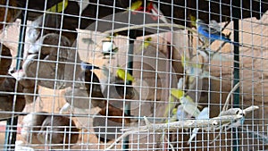 Budgerigar bird or Melopsittacus undulatus birds in cage box