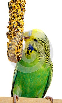 Budgerigar with birdseed