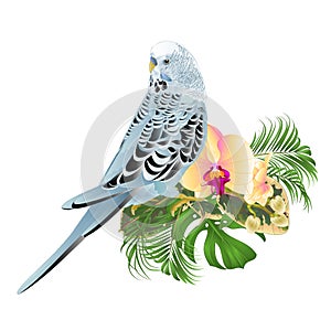 Budgerigar blue  pets parakeet  on a bouquet with tropical flowers yellow orchid phalenopsis  palm,philodendron