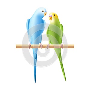 Budgerigar or budgie parrot iillustration. Two birds, family, pair. Australian tropical bird symbol on white background