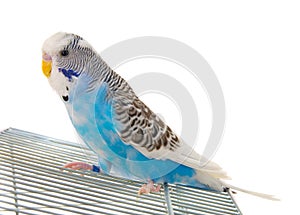 Budgerigar on cage