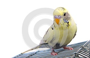 Budgerigar on cage