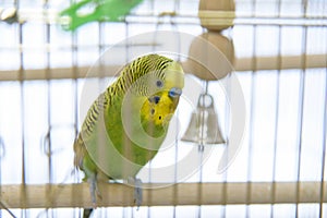 Budgerigar in the cage. Budgie