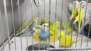 Budgerigar close-up sitting in a cage. Cute green and blue budgie. Pets are birds