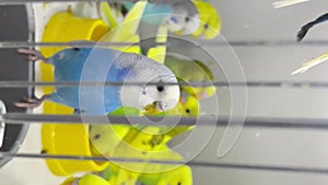 Budgerigar close-up sitting in a cage. Cute green and blue budgie. Pets are birds. Vertical video