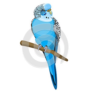 Budgerigar common or shell parakeet informally nicknamed budgie vector illustration