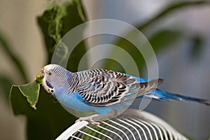 Budgerigar eating