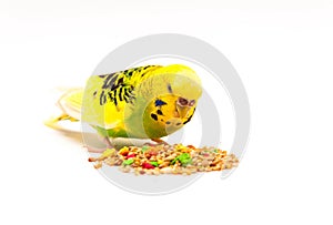 Budgerigar eating mixed seed