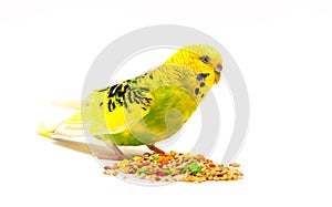 Budgerigar eating mixed seed