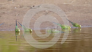 a budgerigar flock drinking at redbank waterhole