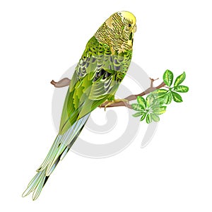 Budgerigar,green pet parakeet or shell parakeet or budgie home pet and Schefflera watercolor on a white background vintage vector