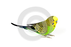 Budgerigar isolated on white background