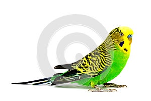 Budgerigar isolated on white background photo