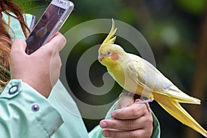 Budgerigar is a long-tailed parrot, with yellow feathers is sitting on the hand of girl. The girl take a photo of parrot by phone.