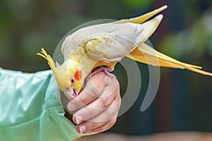 Budgerigar is a long-tailed parrot, with yellow feathers is sitting on the hand of girl. Human communicates with the bird. Close-u