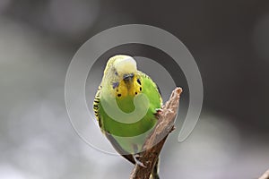 Budgerigar Melopsittacus undulatus 1