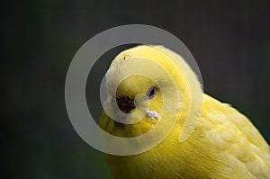 The budgerigar, Melopsittacus undulatus