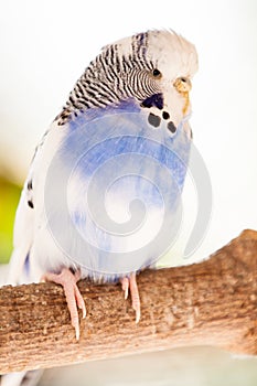 The budgerigar Melopsittacus undulatus