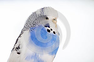 The budgerigar Melopsittacus undulatus