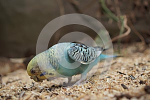 Budgerigar - Melopsittacus undulatus